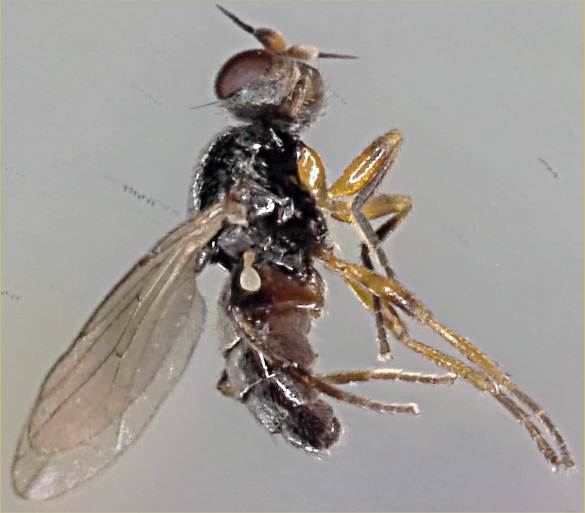 Elachiptera diastema.jpg